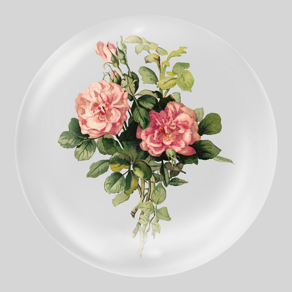 Vintage blush roses in bubble. Remixed by rawpixel.
