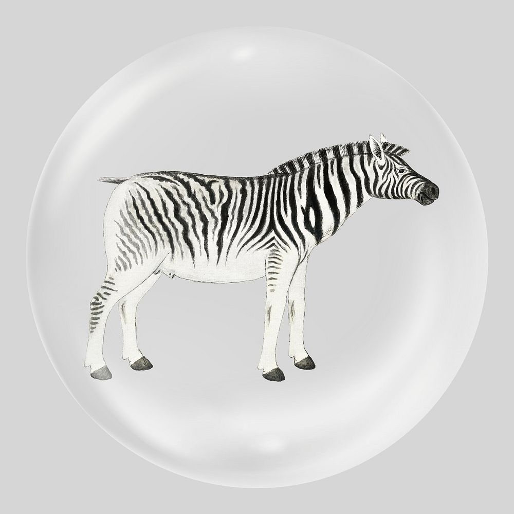 Zebra in bubble, animal illustration. Remixed by rawpixel.