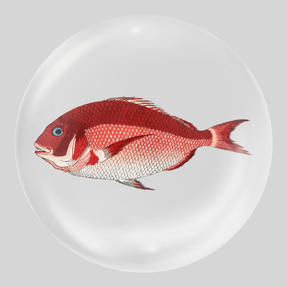 Sea bream fish in bubble, vintage illustration. Remixed by rawpixel.