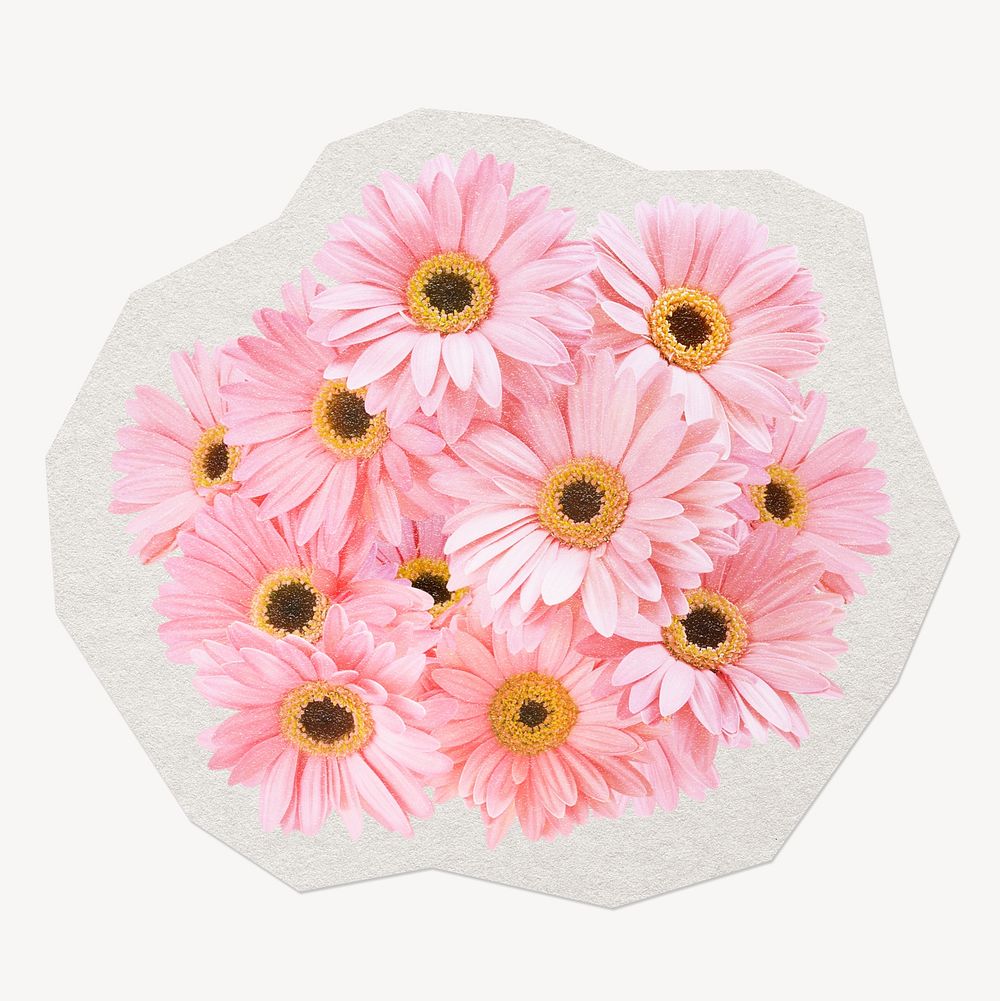 Pink gerbera daisy, flower paper cut isolated design.