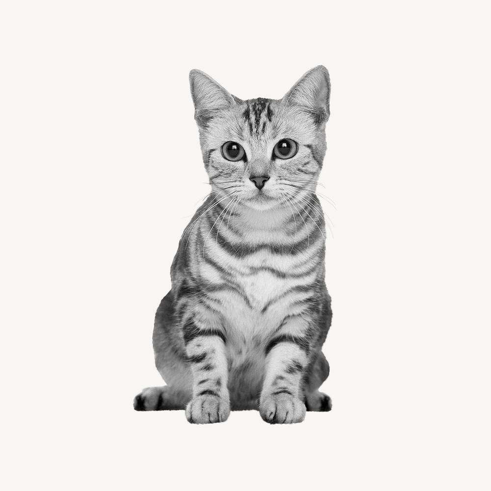 American shorthair cat cut out element psd. Remixed by rawpixel.
