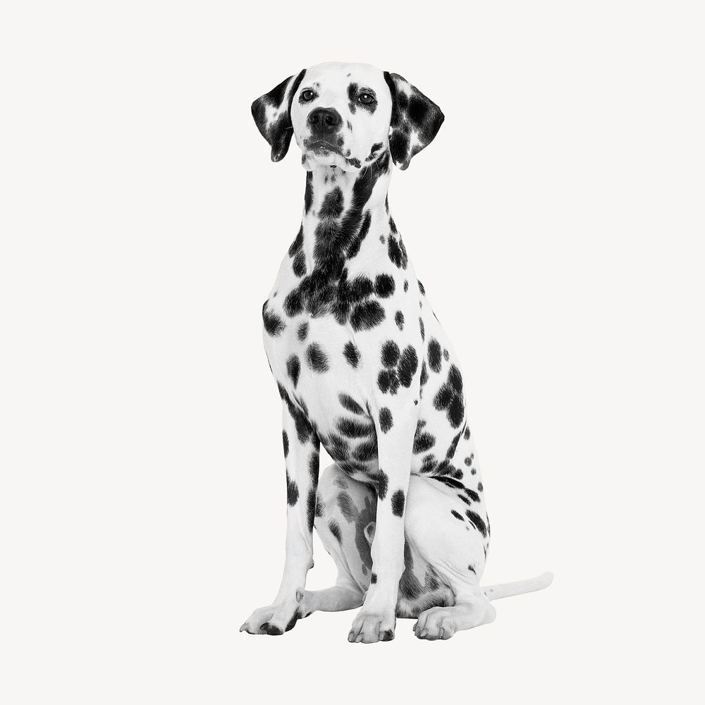 Dalmatian dog cut element psd. | Premium PSD - rawpixel