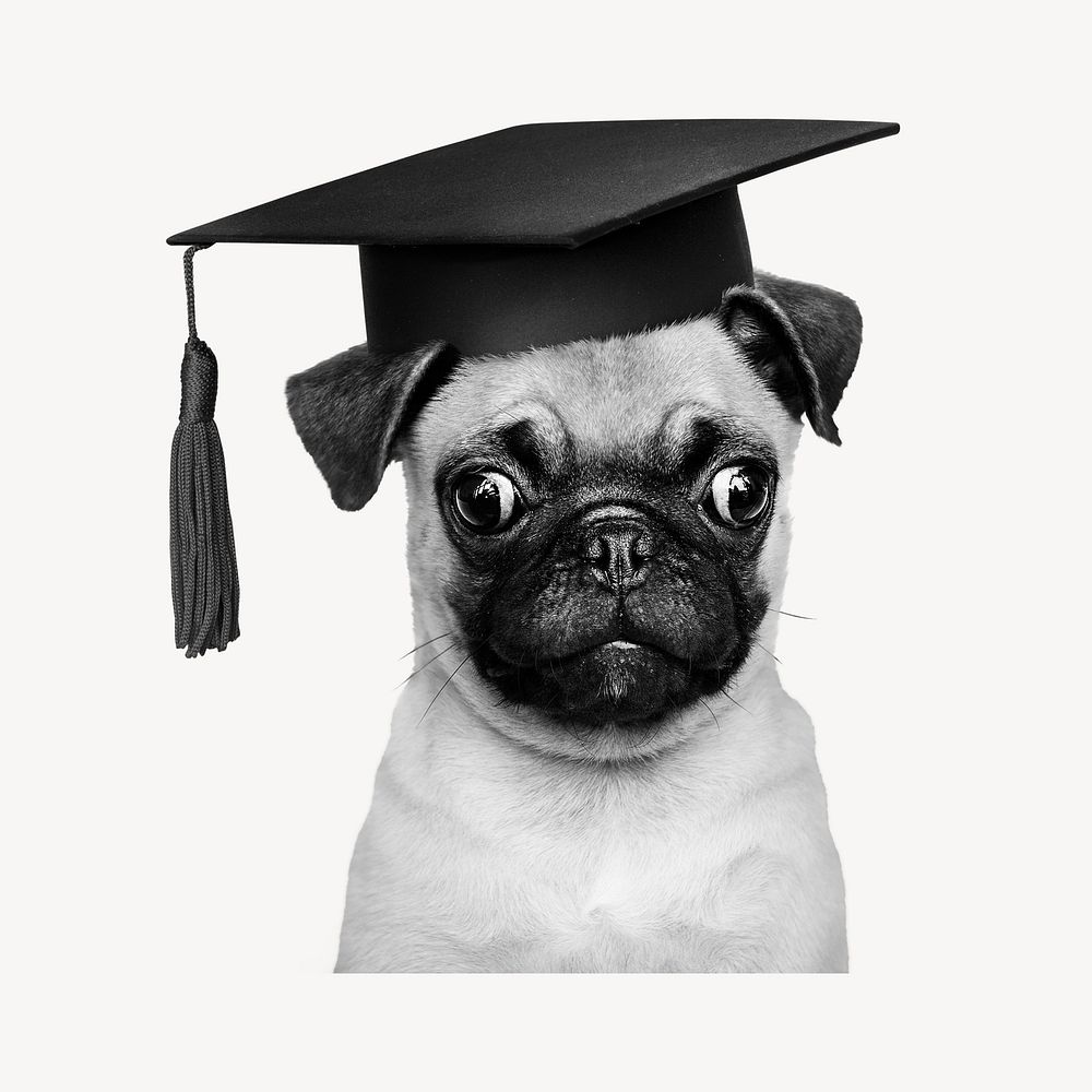 Puppy graduation, dog training cut out element psd