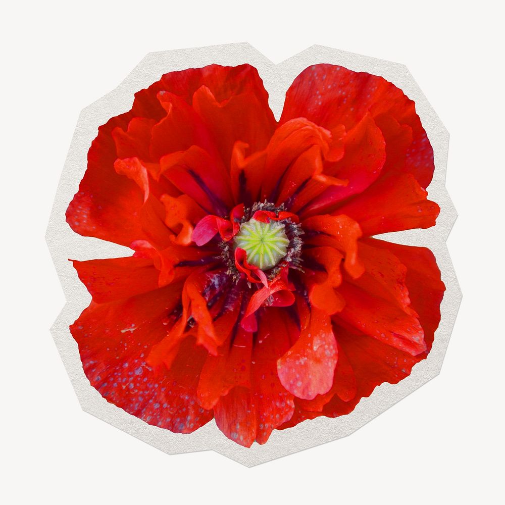 Red poppy  paper element with white border
