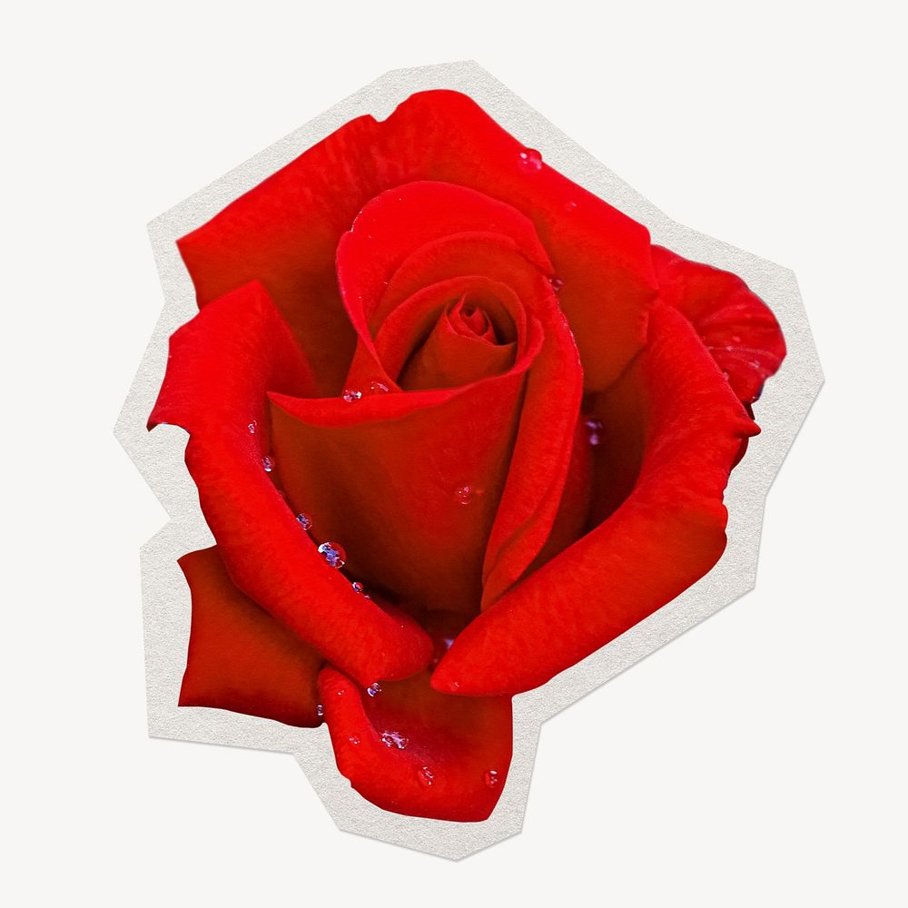 Red rose  paper element with white border