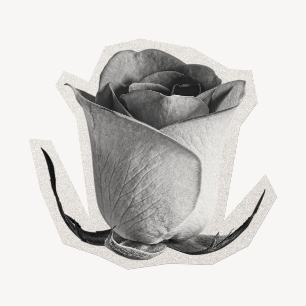 Greyscale rose  paper element with white border