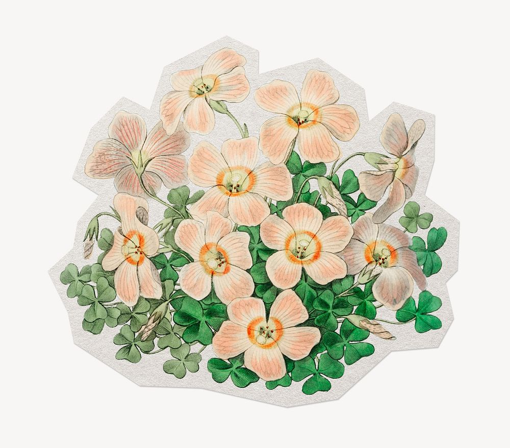 Pink oxalis flower  paper element with white border