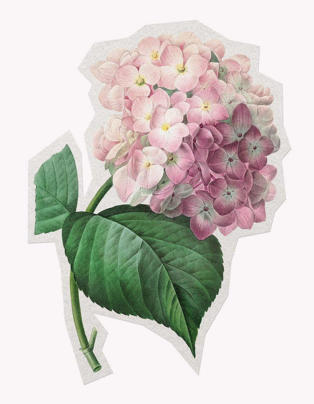 Hydrangea flower paper element with white border