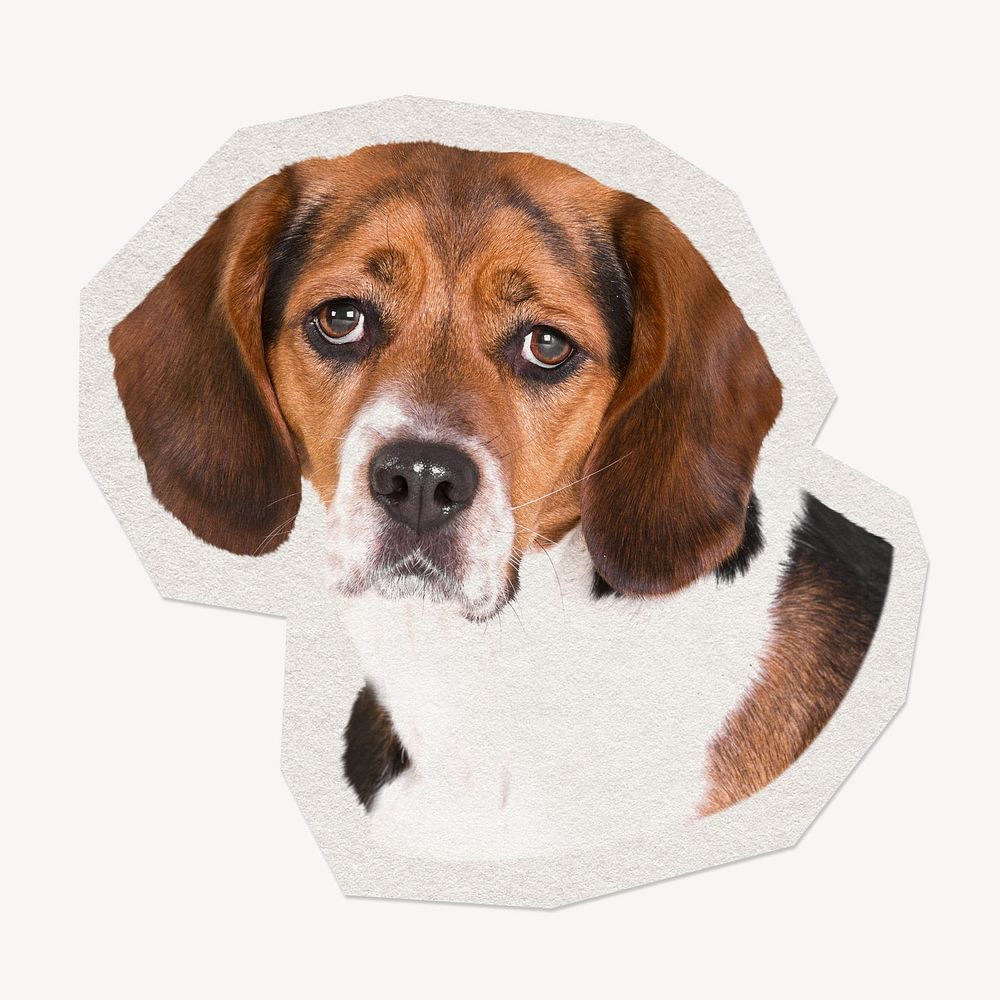 Beagle dog  paper element with white border