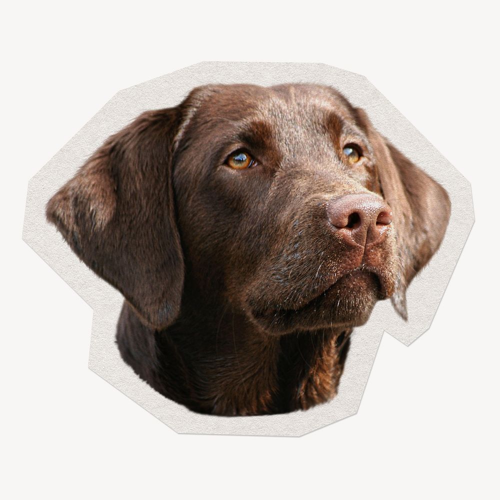 Labrador Retriever dog pet animal paper element with white border