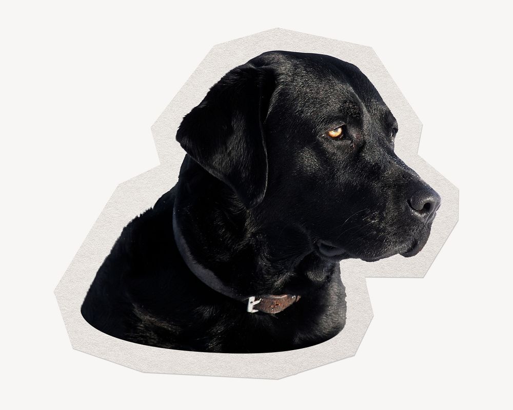 Labrador retriever dog  paper element with white border
