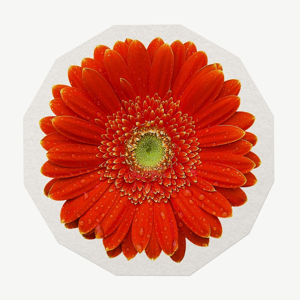 Gerbera flower white border collage element psd