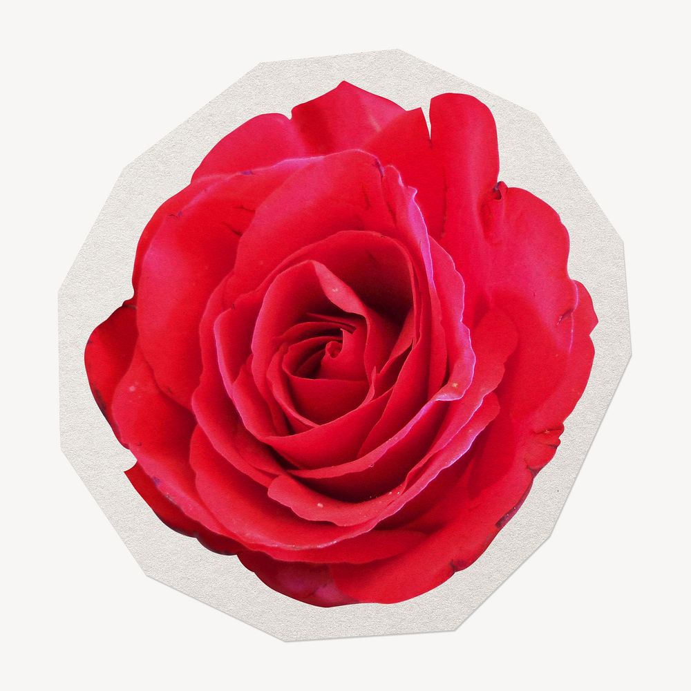 Red rose  paper element with white border