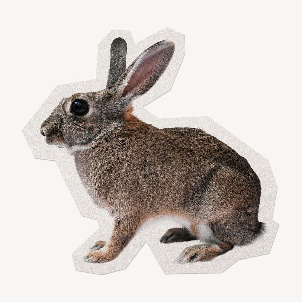 Rabbit  paper element with white border