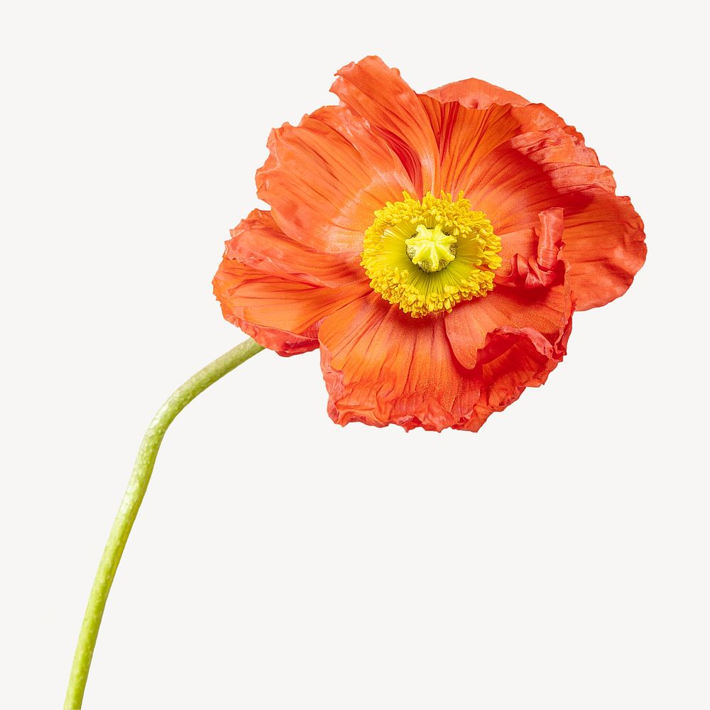 Poppy flower isolated image
