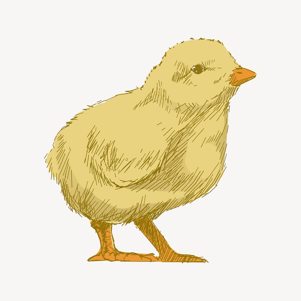 Yellow baby chick animal illustration vector