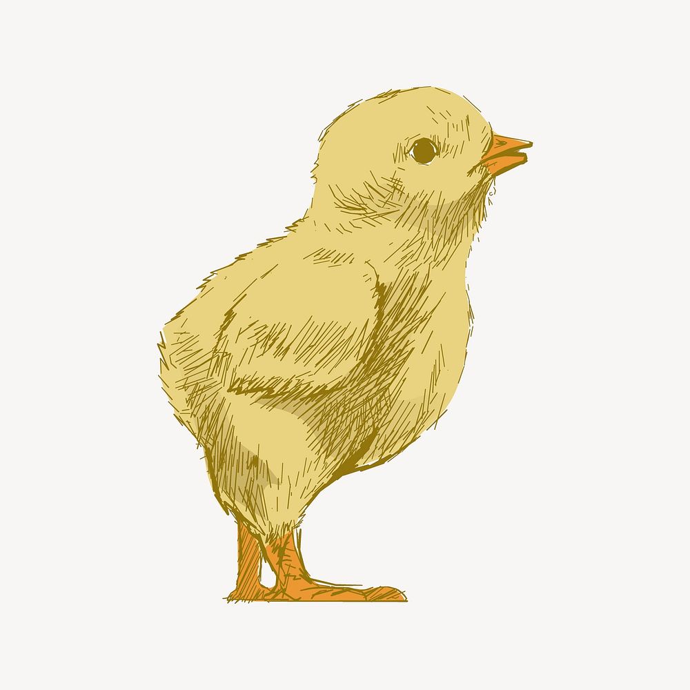 Baby chick animal illustration vector