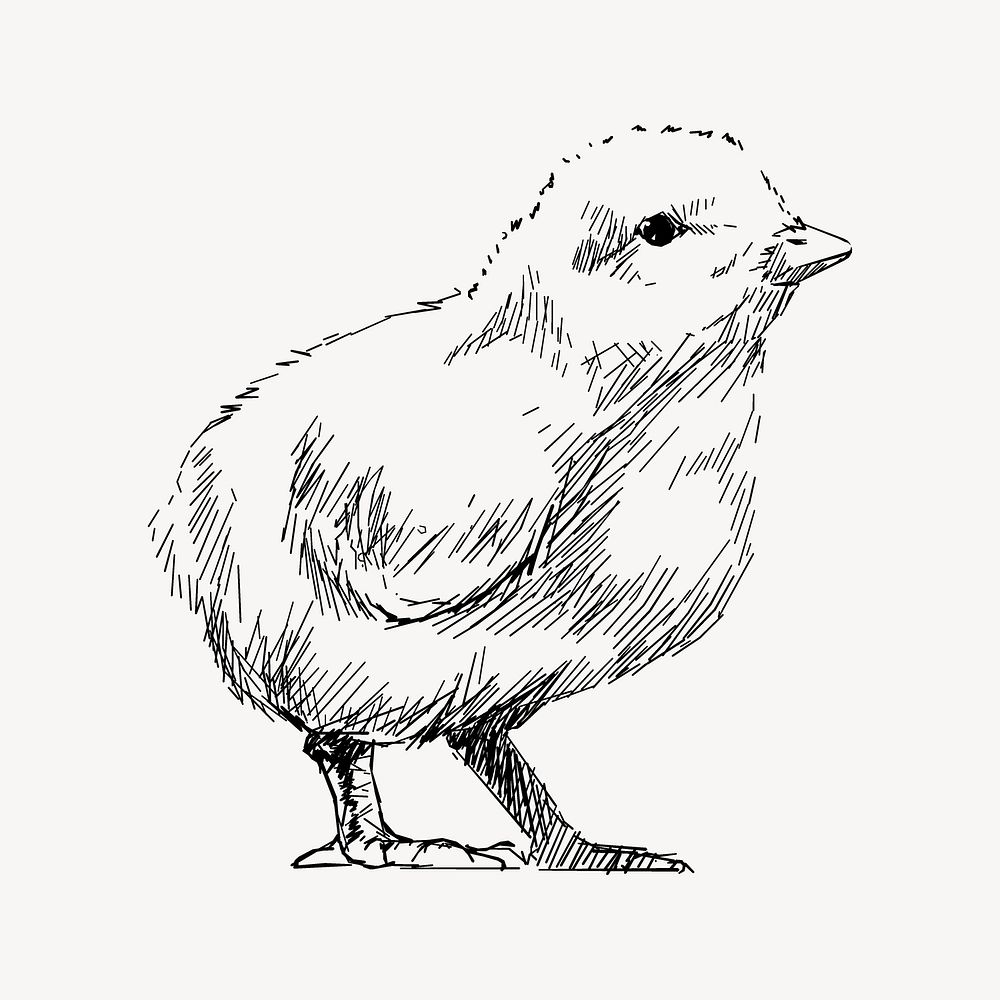 Baby chick sketch animal illustration vector