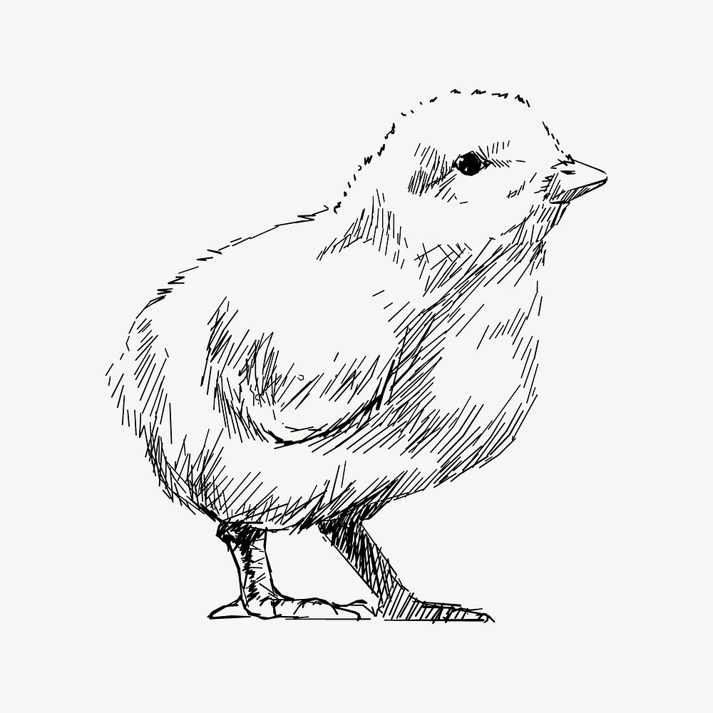 Baby chick  sketch animal illustration psd