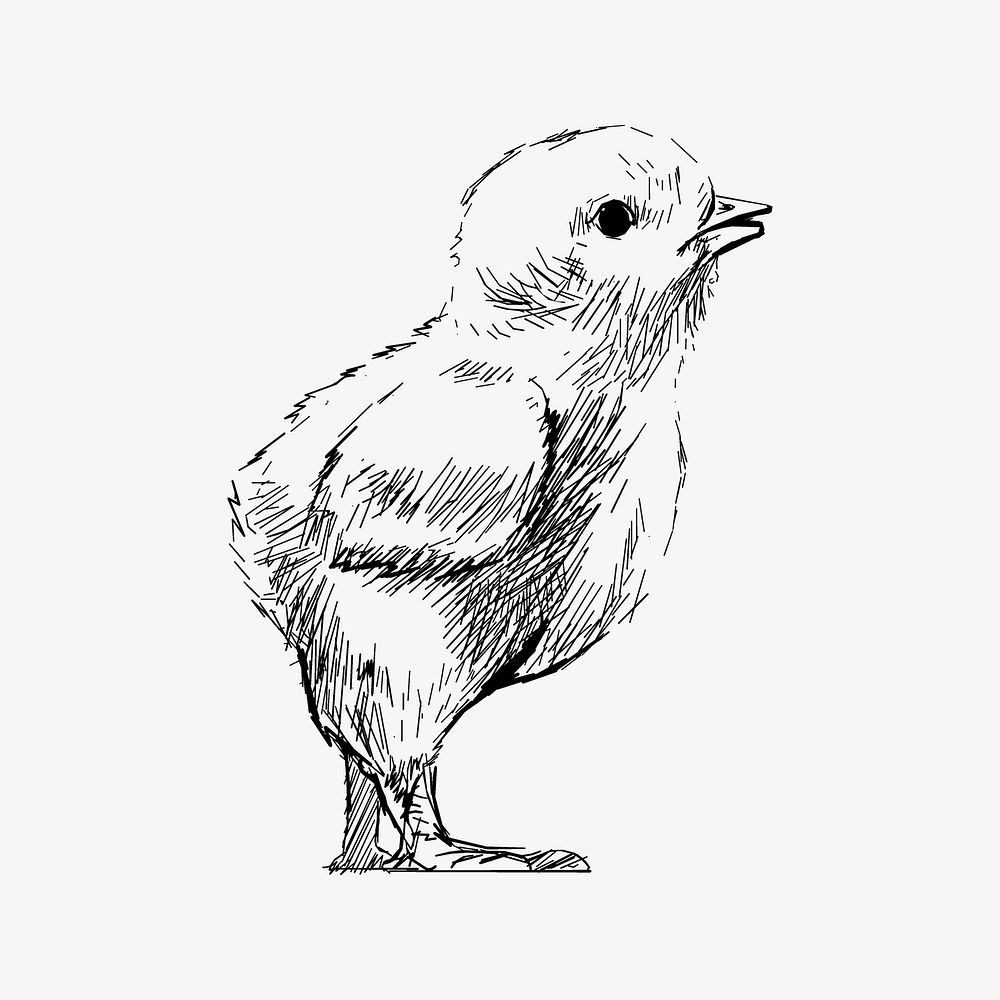 Cute baby chick animal illustration vector