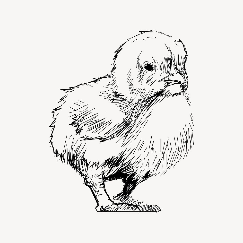 Baby chick sketch animal illustration vector