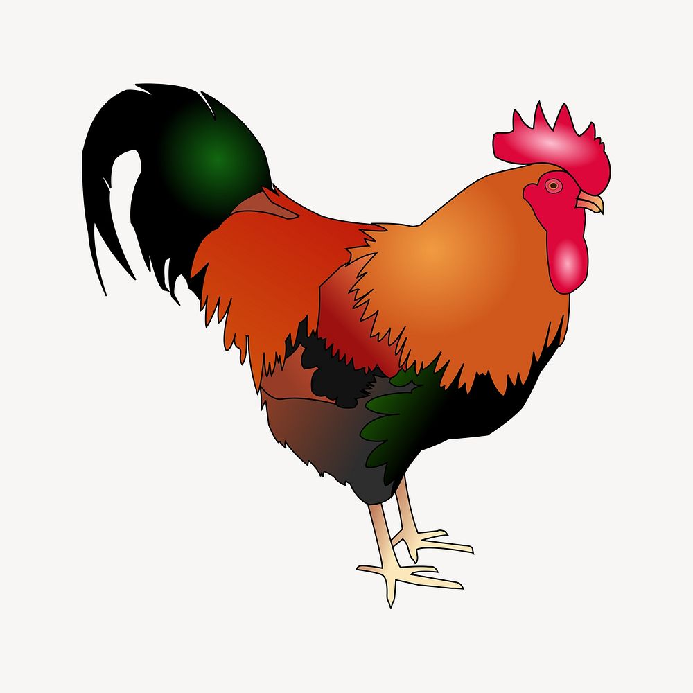 Rooster illustration vector. Free public domain CC0 image.
