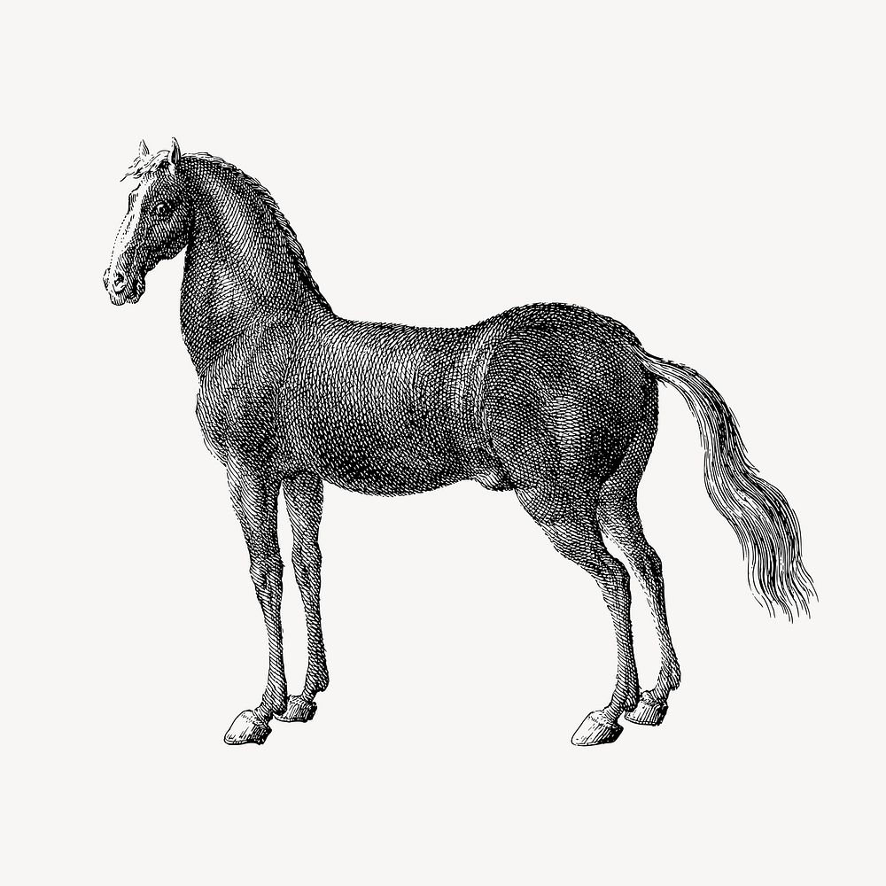Horse collage element vector. Free public domain CC0 image.