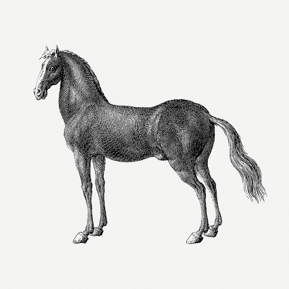 Horse illustration psd. Free public domain CC0 image.