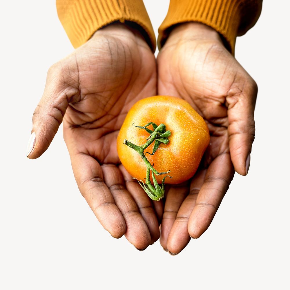Hands holding tomato isolated image