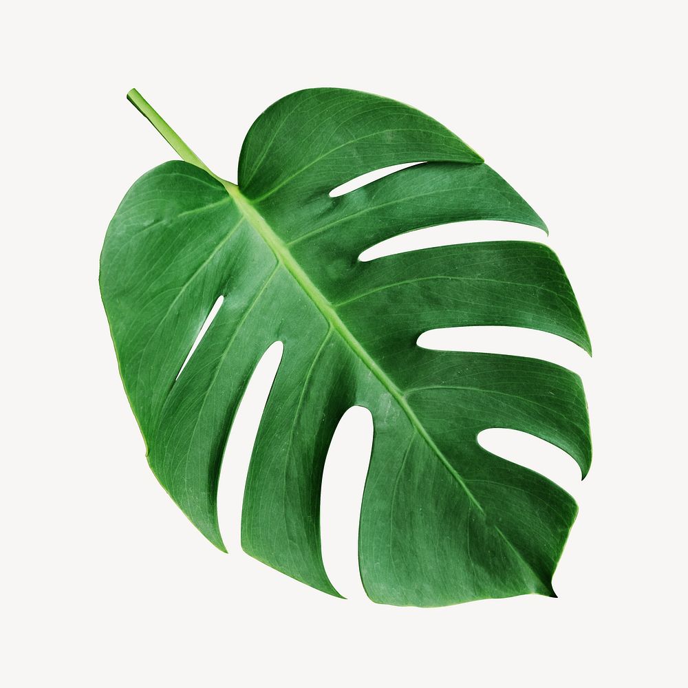 Monstera leaf isolated design