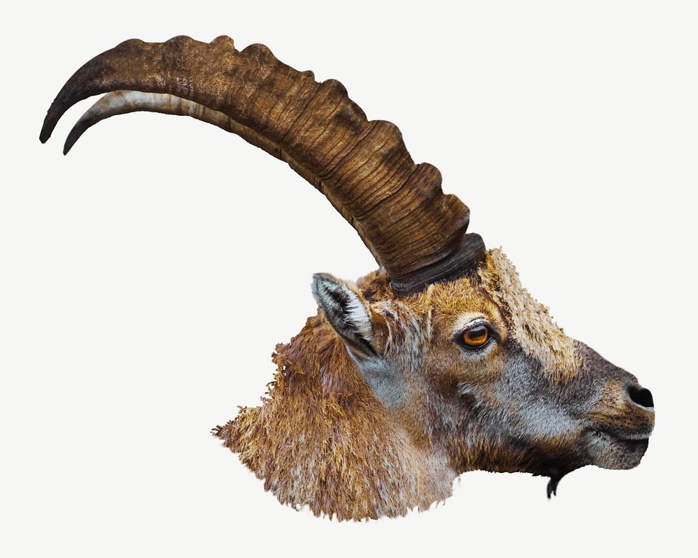 Alpine ibex head collage element psd