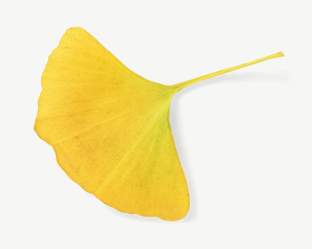Autumn ginkgo leaf, botanical collage element psd