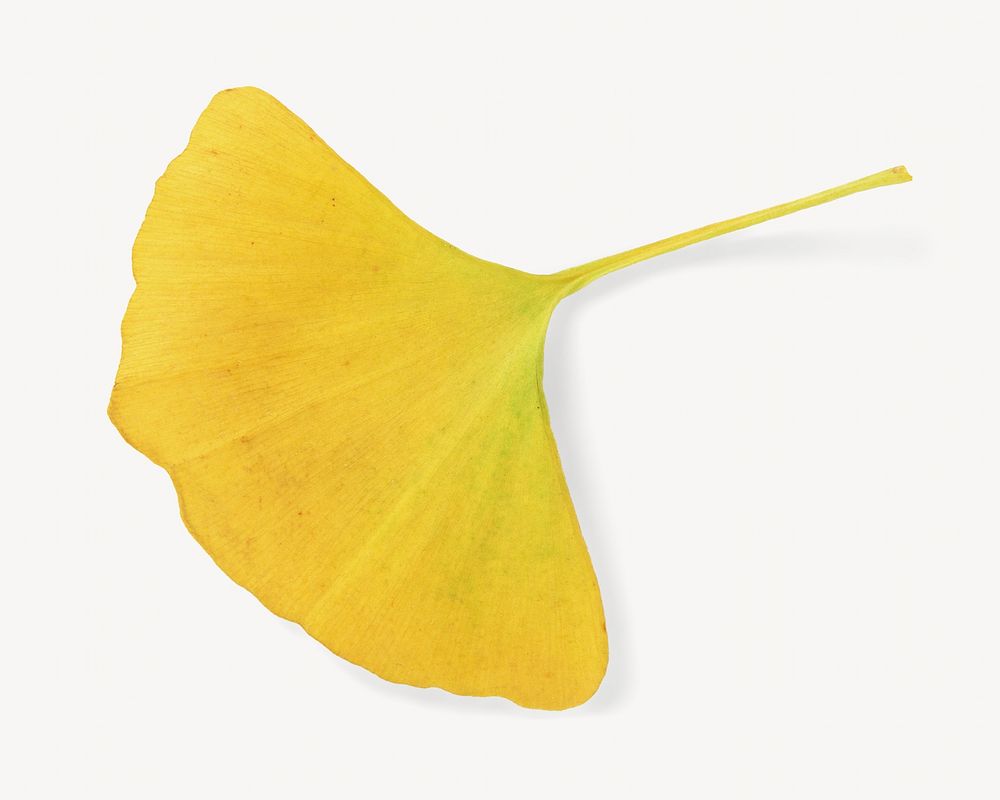 Autumn ginkgo leaf, isolated botanical image