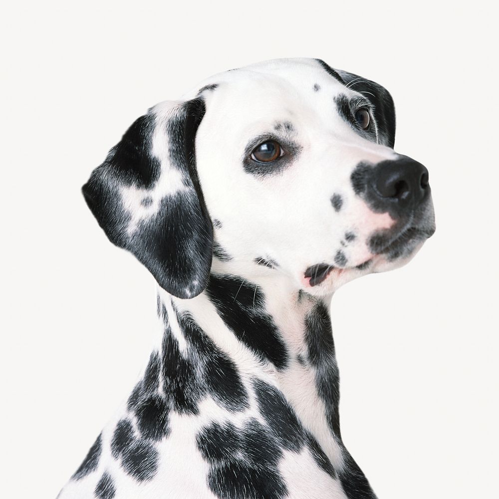 Dalmatian dog, pet animal image