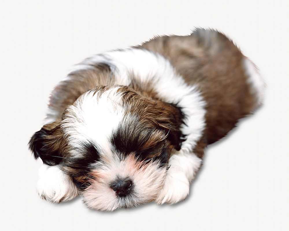 Shih Tzu puppy, pet animal image