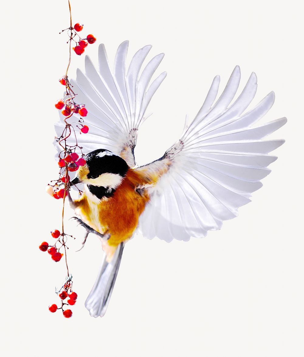 Brambling bird animal collage element, isolated image