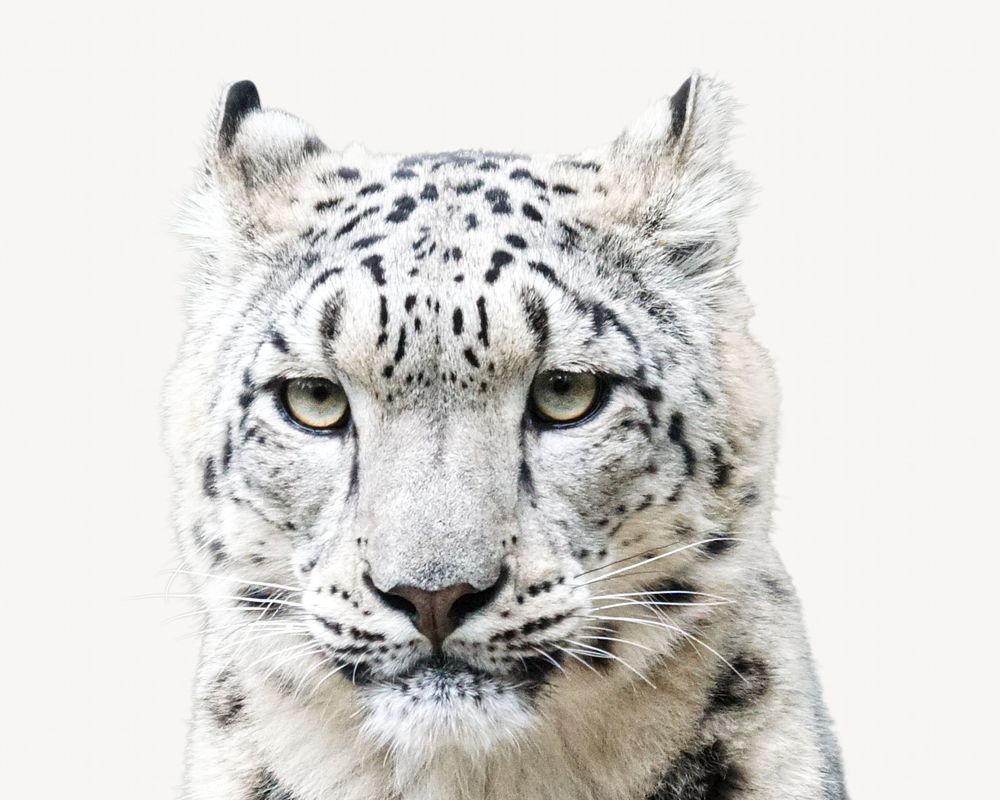 Snow leopard, isolated wild animal image