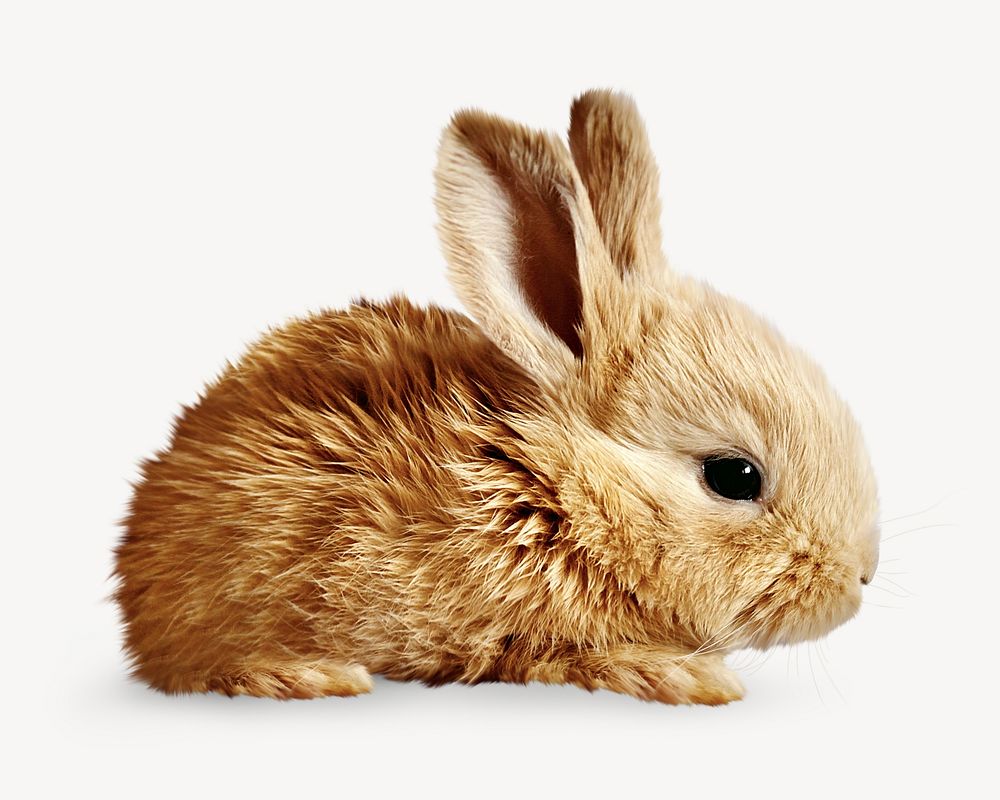 Baby rabbit animal collage element, isolated image