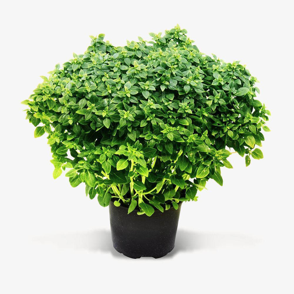 Potted plant isolated design