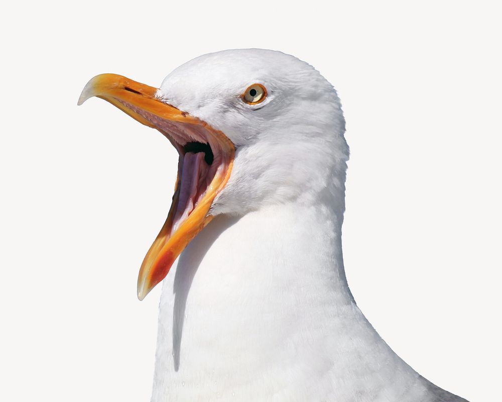 European herring gull, isolated animal image