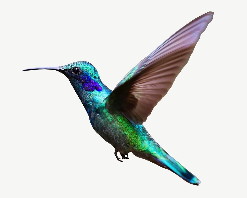 Flying hummingbird, wild animal collage element psd