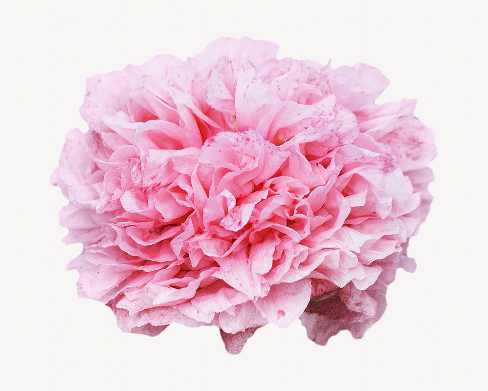 Pink Chinese peony collage element isolated image