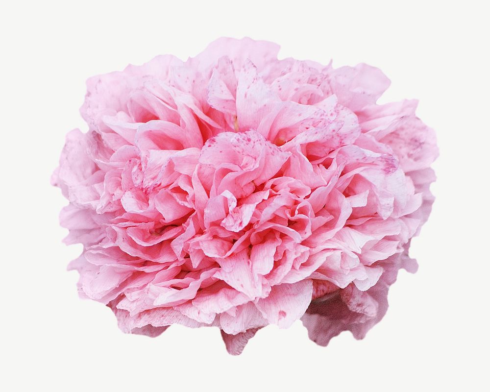 Pink Chinese peony collage element isolated image
