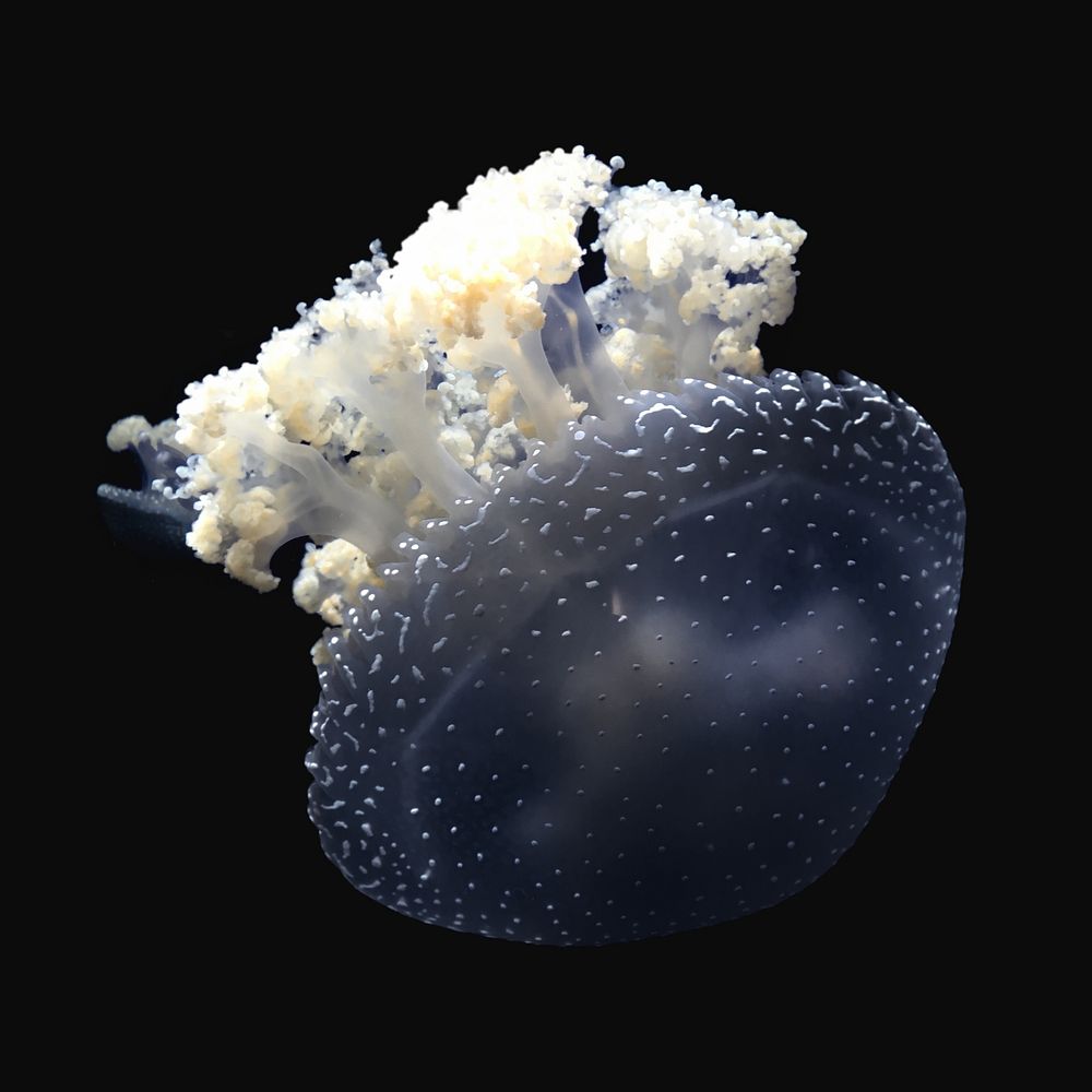 Jellyfish, isolated image