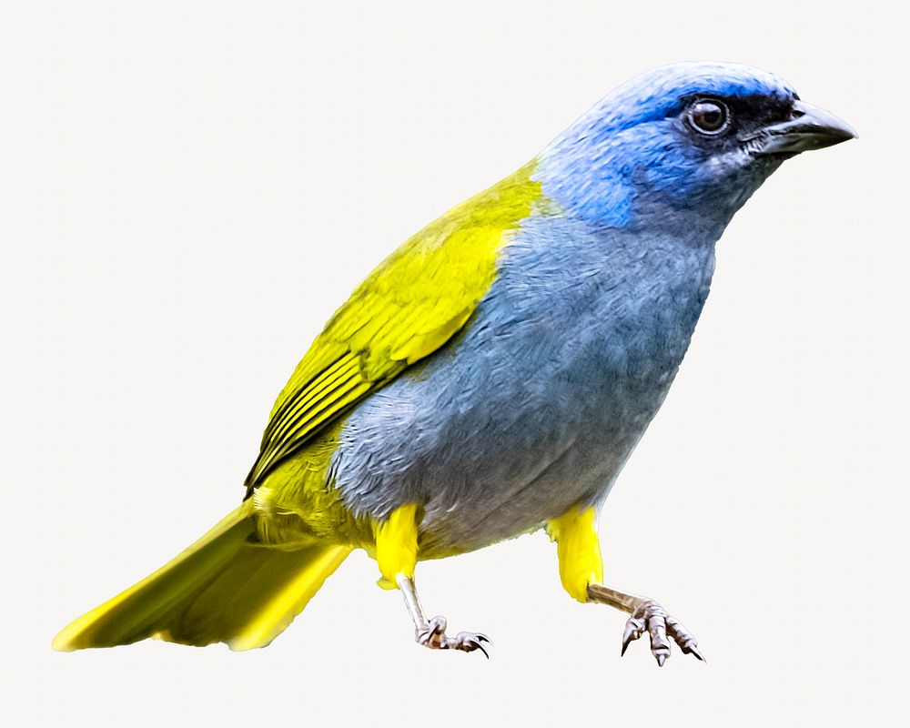 Canary birds collage element, animal isolated image