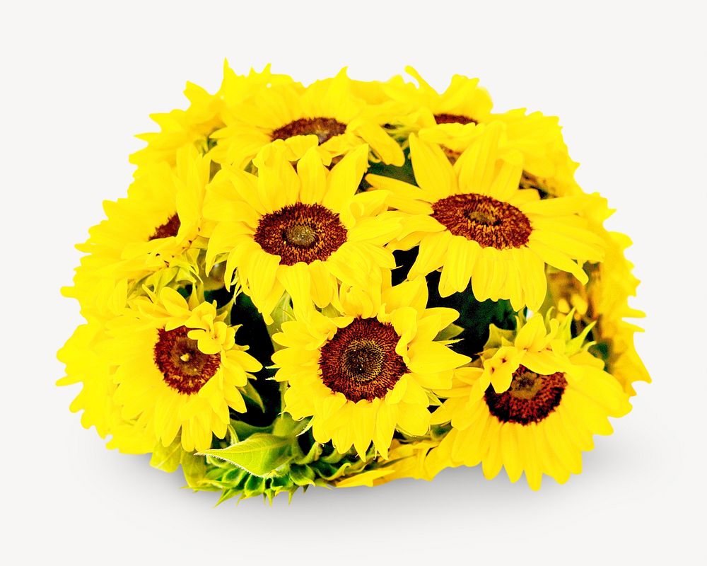Sunflower collage element, isolated image