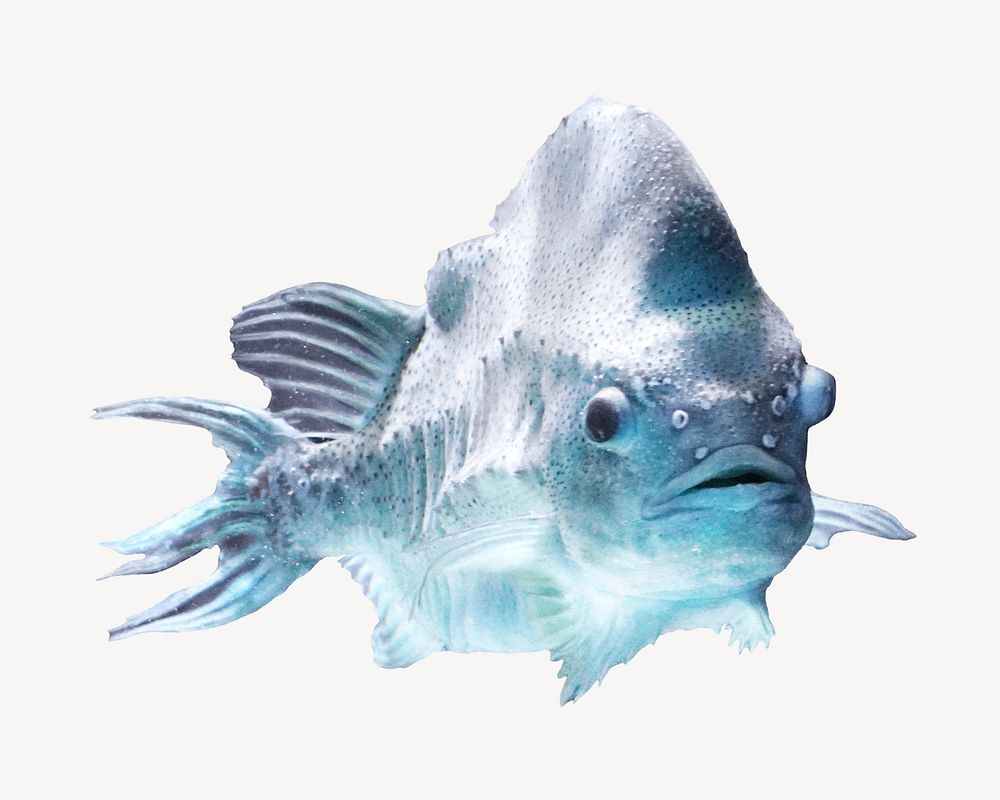 Deep sea fish collage element, animal isolated image