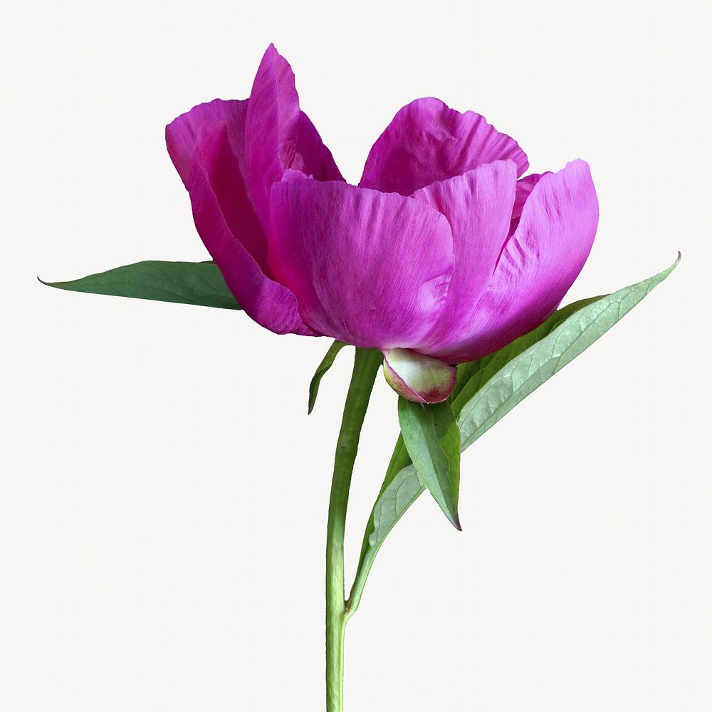 Purple tulip flower, isolated botanical image