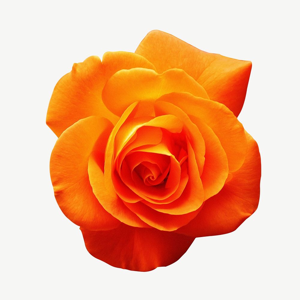 Orange rose flower collage element psd