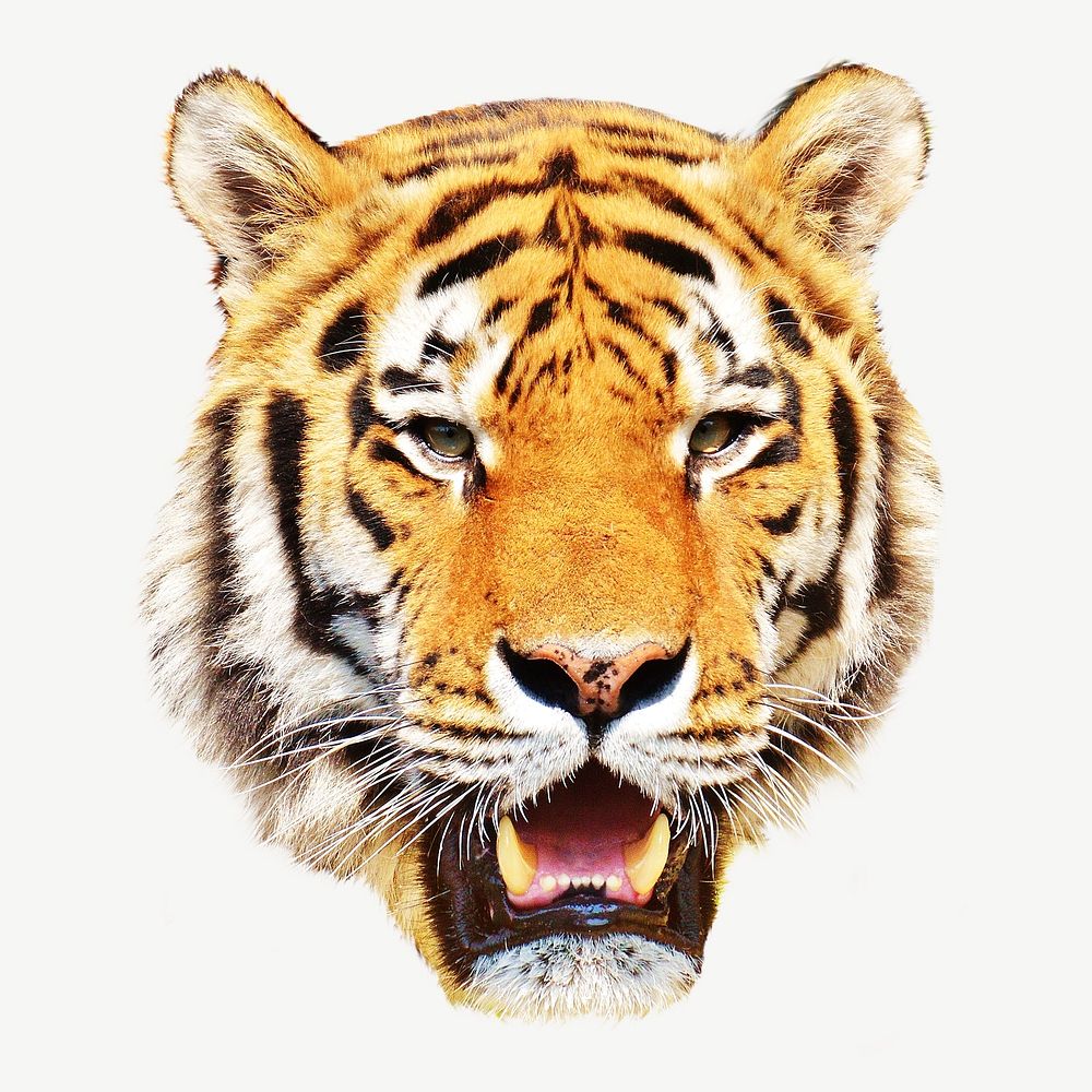 Tiger head collage element psd